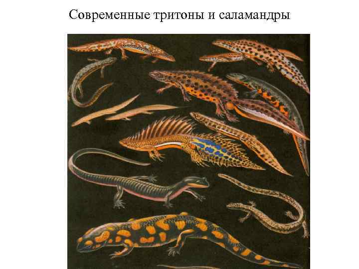 Современные тритоны и саламандры 
