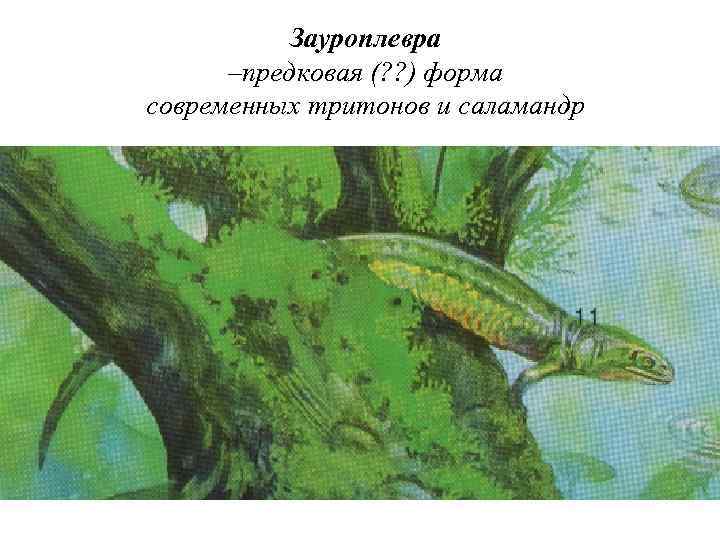 Зауроплевра –предковая (? ? ) форма современных тритонов и саламандр 