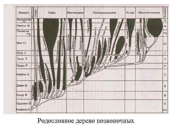 Родословное дерево позвоночных 