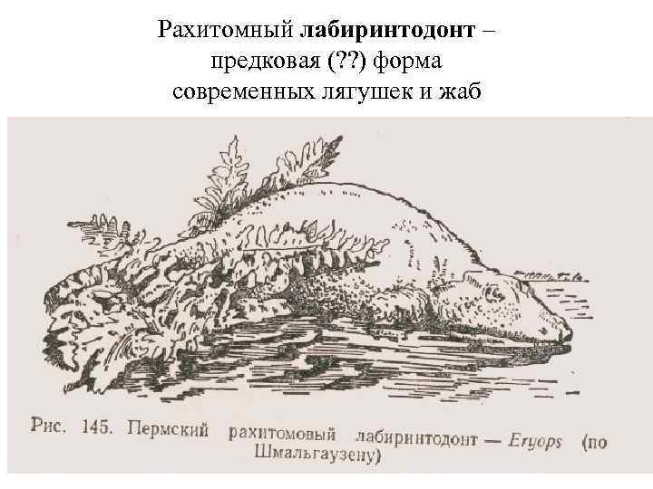 Рахитомный лабиринтодонт – предковая (? ? ) форма современных лягушек и жаб 