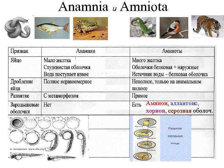 Anamnia и Amniota Амнион, аллантоис, хорион, серозная оболоч. 