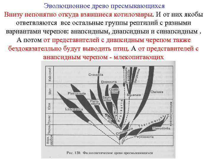 Эволюционное древо пресмыкающихся Внизу непонятно откуда взявшиеся котилозавры. И от них якобы ответвляются все