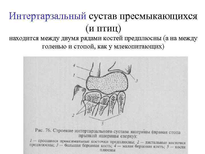 Интертарзальный сустав пресмыкающихся (и птиц) находится между двумя рядами костей предплюсны (а на между