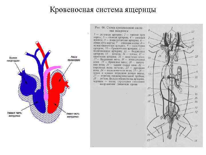 Схема строения сердца ящерицы