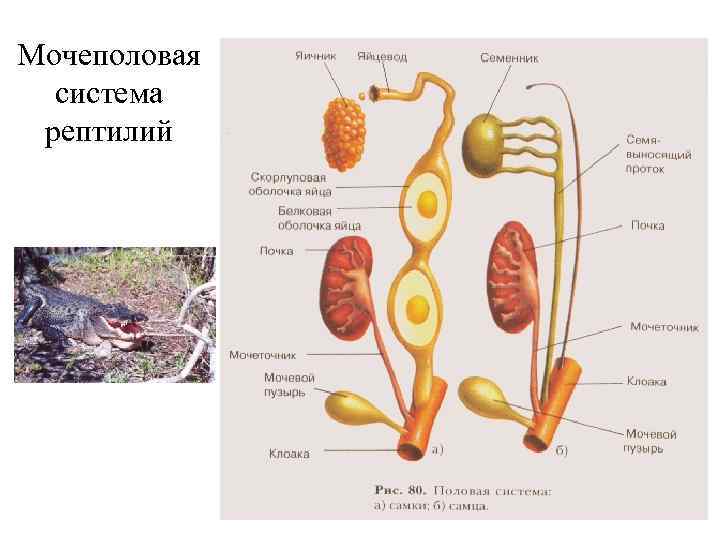 Мочеполовая система рептилий 