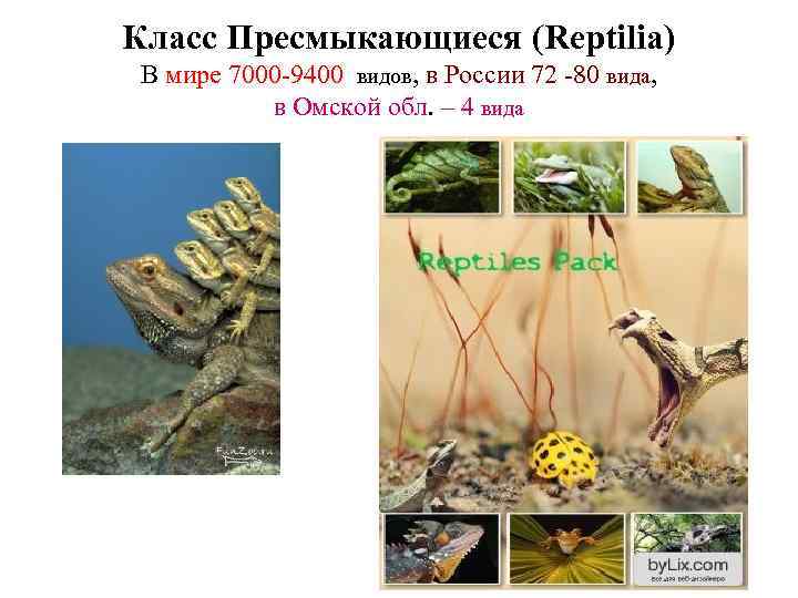 Класс Пресмыкающиеся (Reptilia) В мире 7000 -9400 видов, в России 72 -80 вида, в