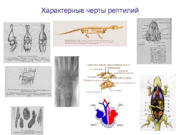 Характерные черты рептилий 