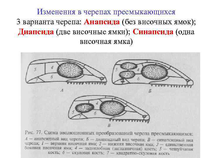 Изменения в черепах пресмыкающихся 3 варианта черепа: Анапсида (без височных ямок); Диапсида (две височные