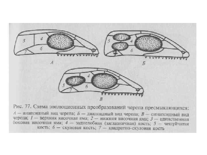 Диапсиды. Синапсидный анапсидный диапсидный. Строение черепа рептилий. Череп рептилий височные ямы. Анапсидный Тип черепа.