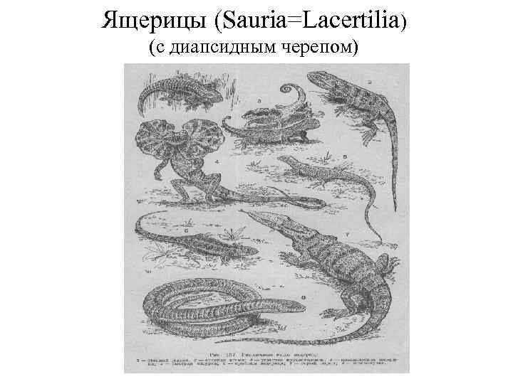 Ящерицы (Sauria=Lacertilia) (с диапсидным черепом) 