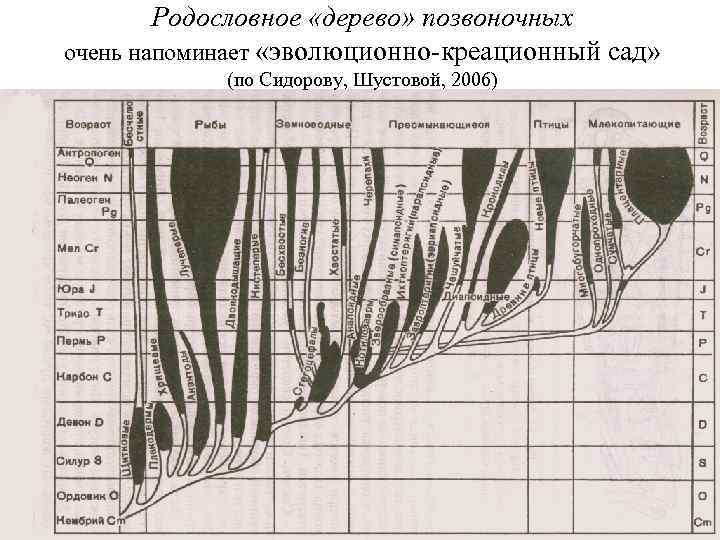 Родословное «дерево» позвоночных очень напоминает «эволюционно-креационный сад» (по Сидорову, Шустовой, 2006) 