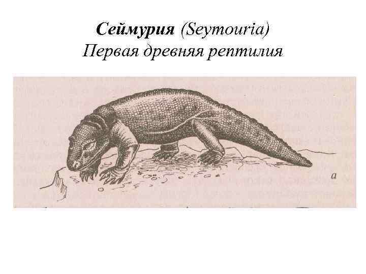 Первые наземные земноводные. Сеймурия и котилозавры. Сеймурия переходная форма между амфибиями и рептилиями. Нижнепермская сеймурия. Ихтиостега и сеймурия.