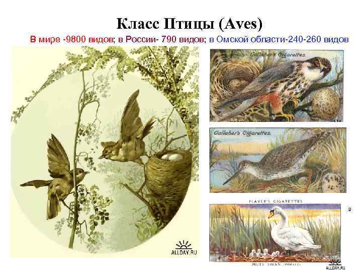 Класс Птицы (Aves) В мире -9800 видов; в России- 790 видов; в Омской области-240