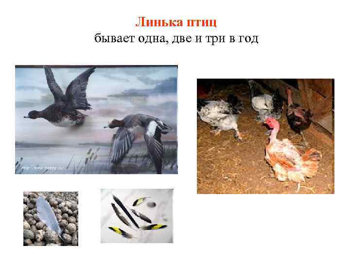 Линька птиц бывает одна, две и три в год 