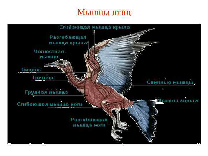 Мышцы птиц 