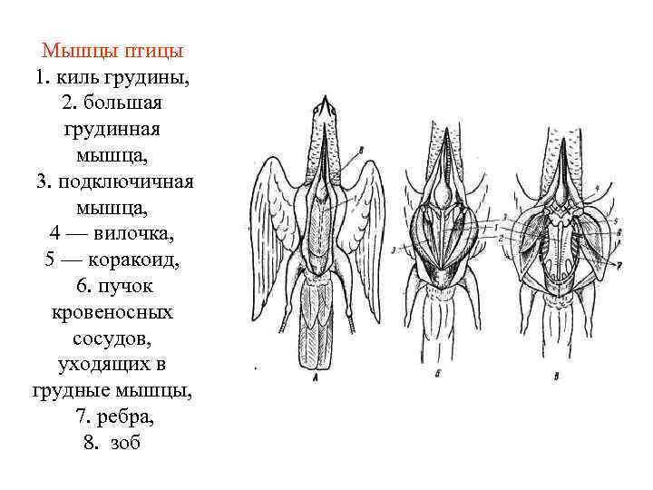 Мышцы птицы 1. киль грудины, 2. большая грудинная мышца, 3. подключичная мышца, 4 —