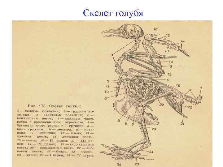 Рисунок скелет птиц