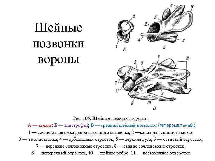 Шейные позвонки вороны Рис. 105. Шейные позвонки вороны. А — атлант; Б — эпистрофей;