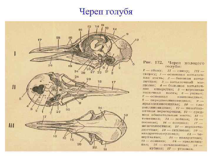 Череп голубя 