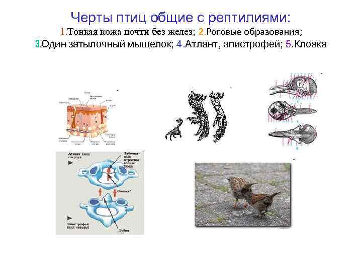 Черты птиц общие с рептилиями: 1. Тонкая кожа почти без желез; 2. Роговые образования;