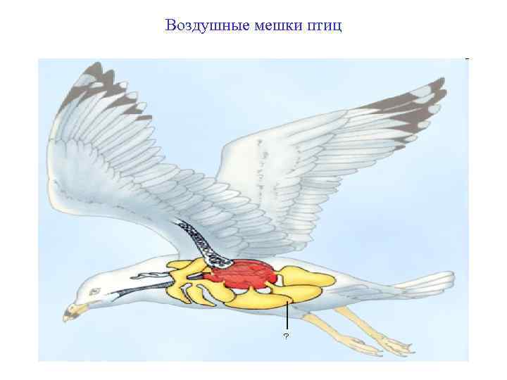 Воздушные мешки птиц 