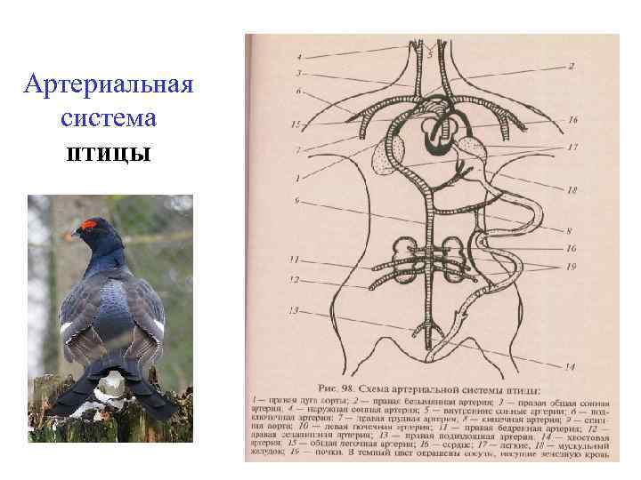 Процесс кровообращения птиц. Кровеносная система система птиц. Схема кровеносной системы птицы артериальная система. Кровеносная система птиц схема. Схема артериальной и венозной системы птицы.