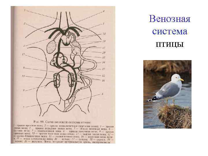 Схема кровообращения птиц. Схема артериальной и венозной системы птицы. Артериальная кровеносная система птиц. Кровеносная система артериальная система птицы. Артериальная и венозная система птиц.