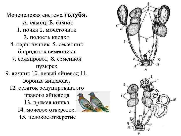 Мочеполовая система голубя. A. самец; Б. самка: 1. почки 2. мочеточник 3. полость клоаки