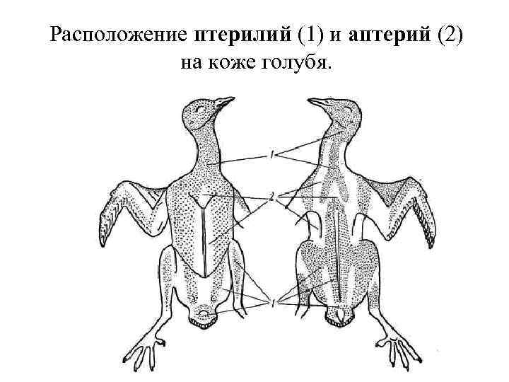 Расположение птерилий (1) и аптерий (2) на коже голубя. 