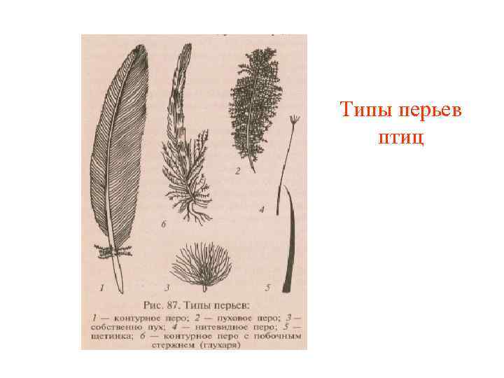 Типы перьев птиц 