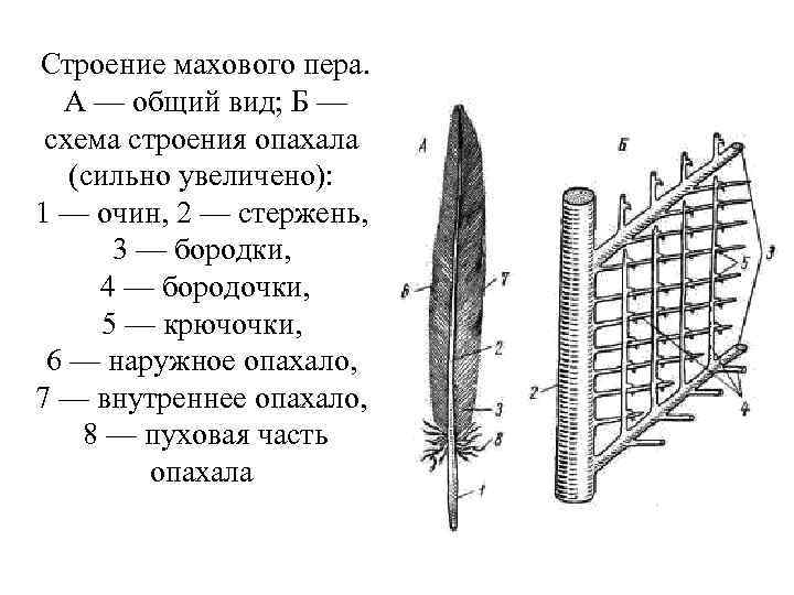 Виды перьев птиц схема