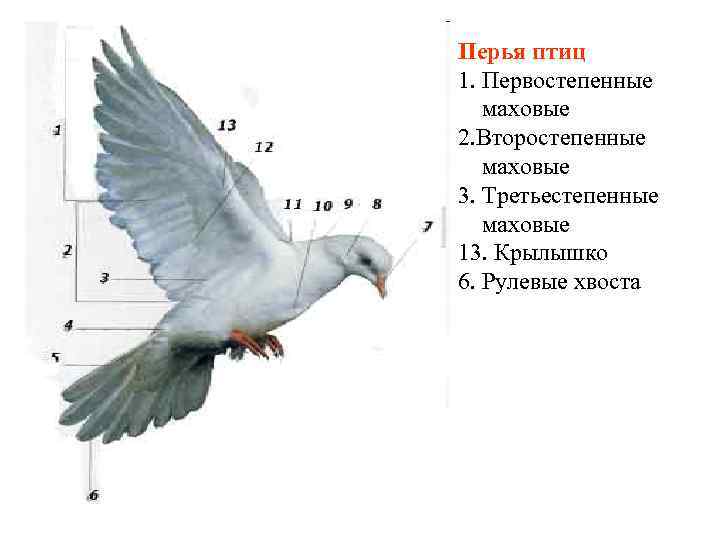 Перья птиц 1. Первостепенные маховые 2. Второстепенные маховые 3. Третьестепенные маховые 13. Крылышко 6.