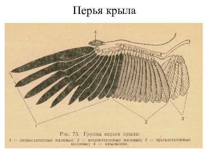 Как называются крылья. Маховые рулевые кроющие перья. Перо крыла. Маховые перья крыла. Строение крыла перья.