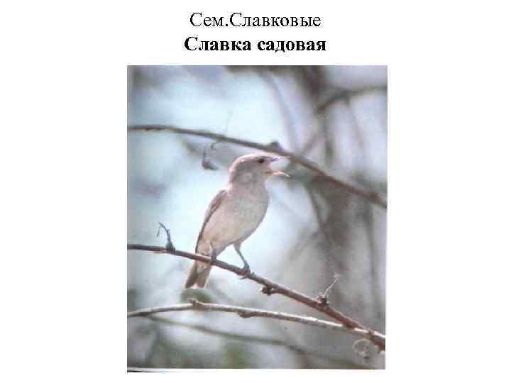 Сем. Славковые Славка садовая 