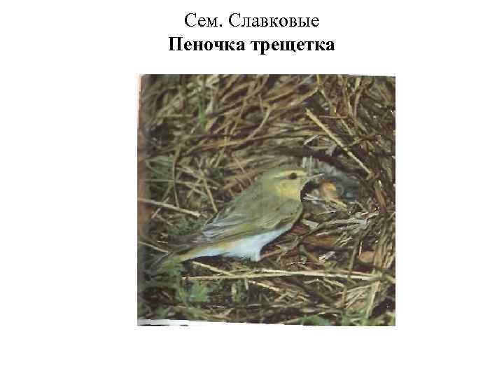 Сем. Славковые Пеночка трещетка 