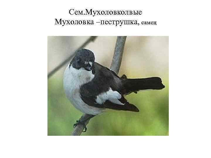 Сем. Мухоловколвые Мухоловка –пеструшка, самец 