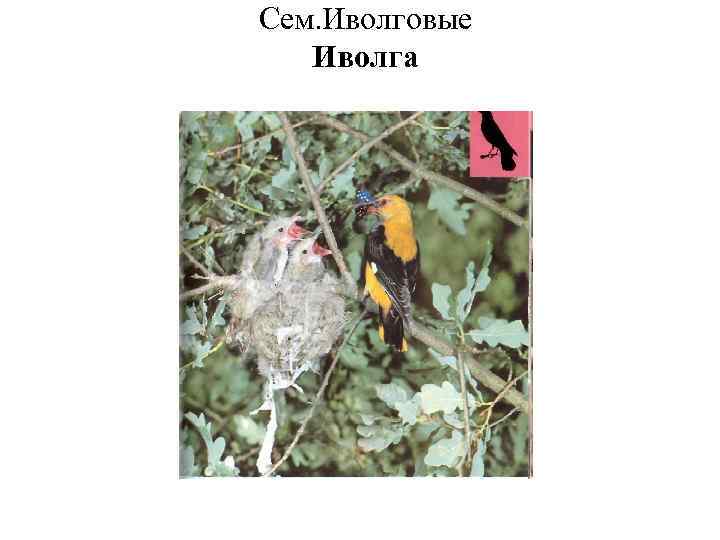 Сем. Иволговые Иволга 