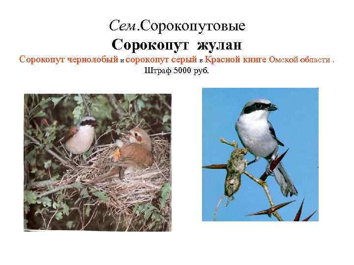 Сем. Сорокопутовые Сорокопут жулан Сорокопут чернолобый и сорокопут серый в Красной книге Омской области.