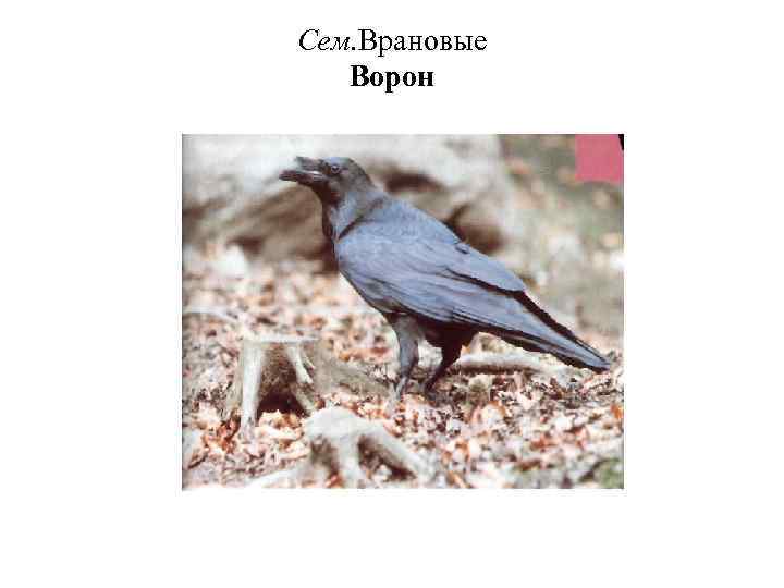 Сем. Врановые Ворон 