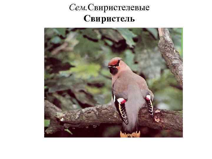 Сем. Свиристелевые Свиристель 