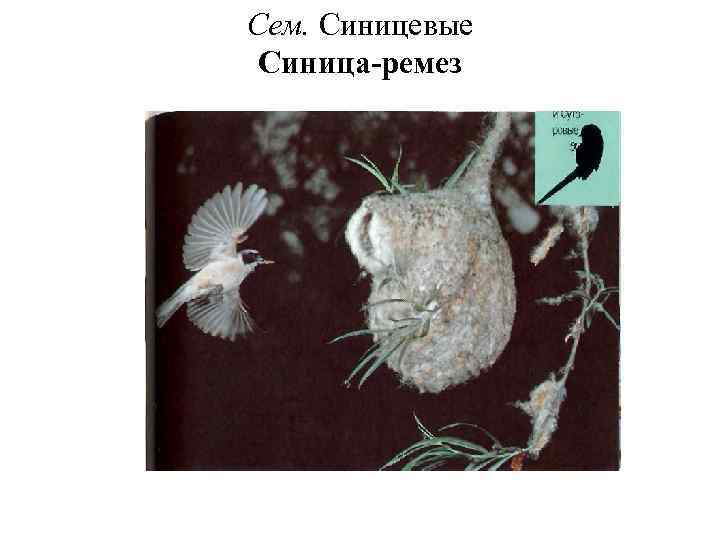 Сем. Синицевые Синица-ремез 