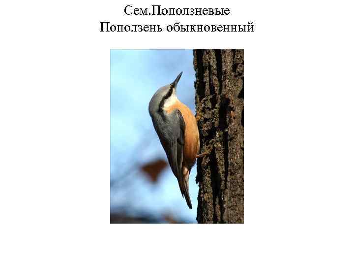 Сем. Поползневые Поползень обыкновенный 