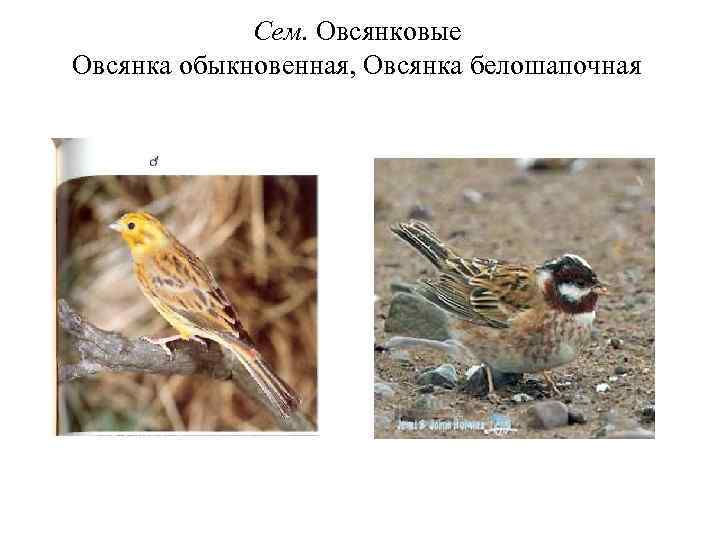 Сем. Овсянковые Овсянка обыкновенная, Овсянка белошапочная 