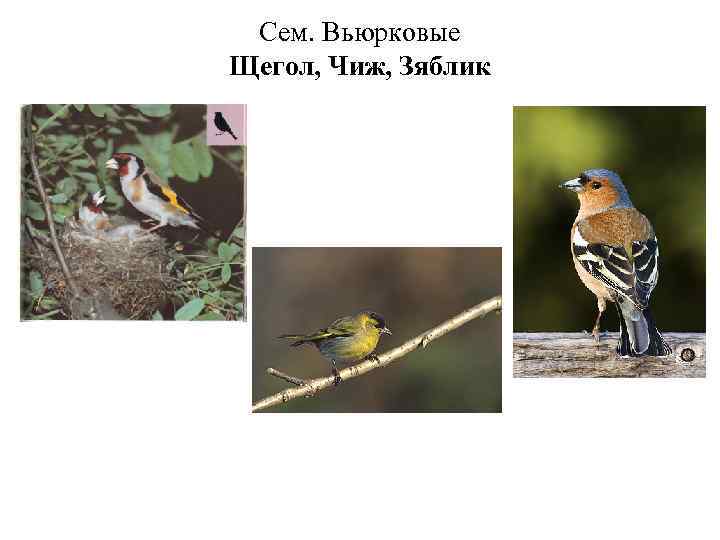 Сем. Вьюрковые Щегол, Чиж, Зяблик 