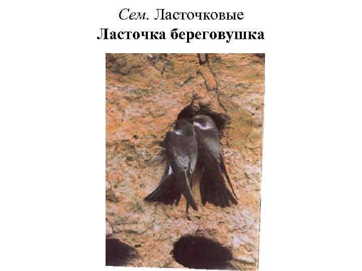 Сем. Ласточковые Ласточка береговушка 