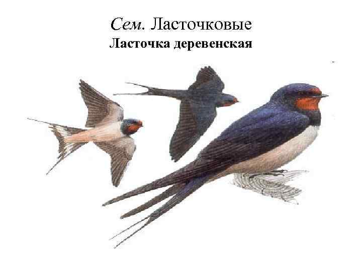 Сем. Ласточковые Ласточка деревенская 