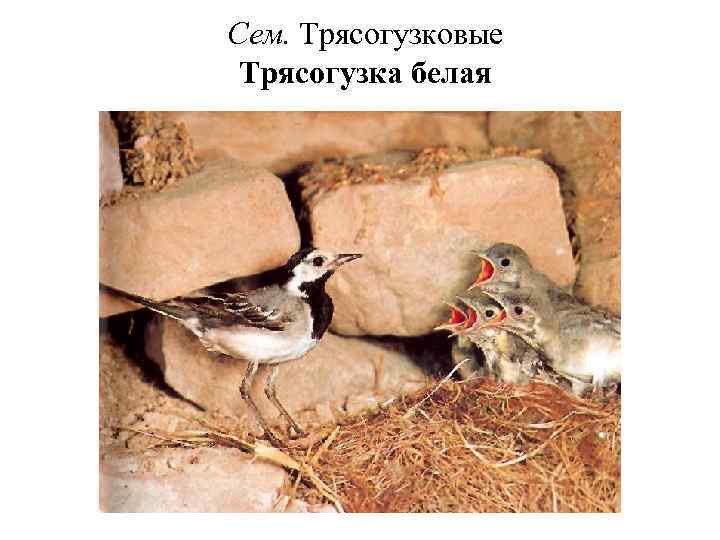 Сем. Трясогузковые Трясогузка белая 