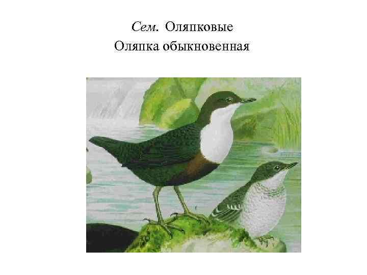 Сем. Оляпковые Оляпка обыкновенная 