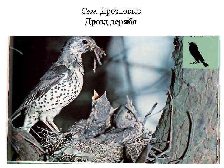 Сем. Дроздовые Дрозд деряба 