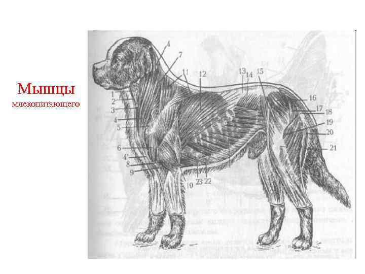 Мышцы млекопитающего 